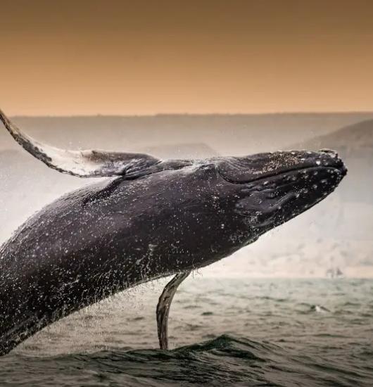 Hoteles Decameron Hoteles Decameron